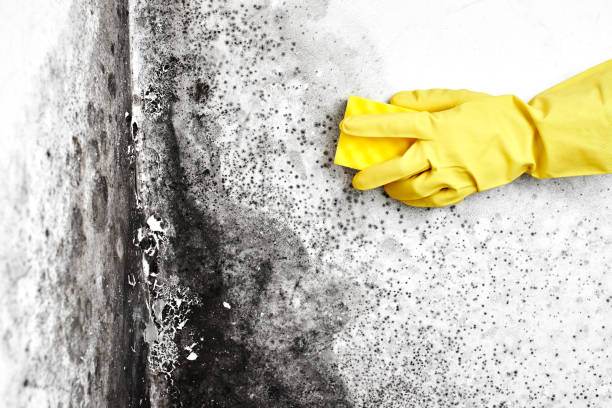 Best Emergency Mold Removal  in Quinnesec, MI