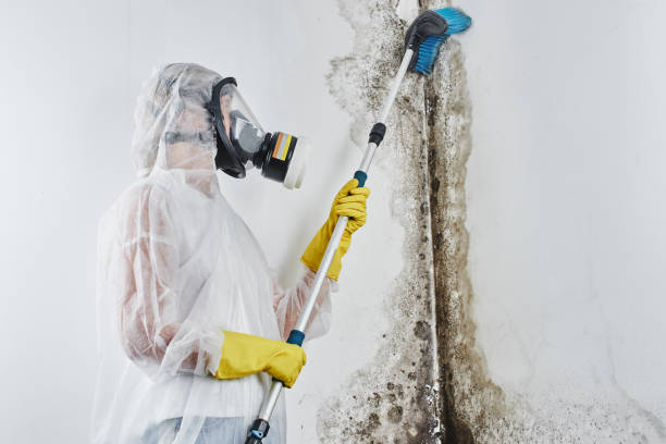 Best Mold Remediation  in Quinnesec, MI