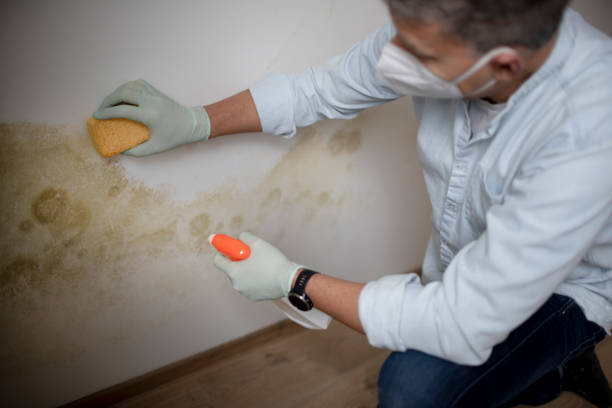 Best Fast Mold Removal  in Quinnesec, MI