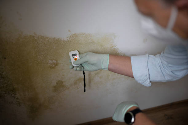 Best Residential Mold Removal  in Quinnesec, MI