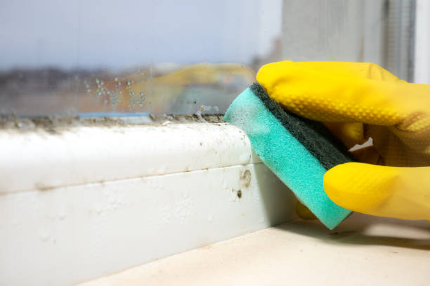 Best Local Mold Removal Service  in Quinnesec, MI