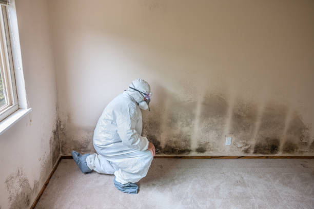 Best Commercial Mold Removal  in Quinnesec, MI