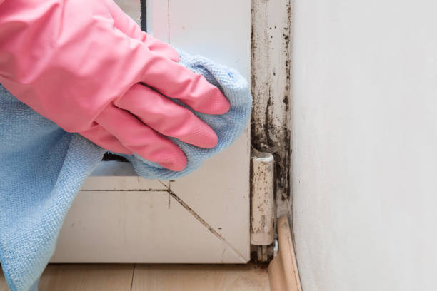Best Residential Mold Removal  in Quinnesec, MI