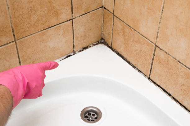 Best Mold Removal Near Me  in Quinnesec, MI